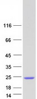 protq9c005 dpy30 human recombinant protein