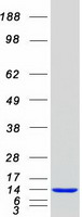protq9c010 pkib human recombinant protein