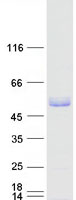 protq9c019 rnf93 trim15 human recombinant protein