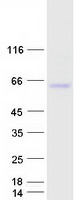 protq9c037 rnf87 trim4 human recombinant protein