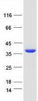 protq9c0b2 c1orf222 human recombinant protein