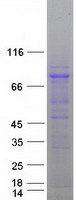 Coomassie blue staining of purified ZYG11B protein