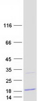 protq9gzn8 c20orf27 human recombinant protein