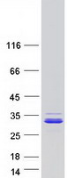 Coomassie blue staining of purified CCDC90B protein