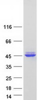 Coomassie blue staining of purified NIF3L1 protein