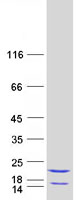 Coomassie blue staining of purified EIF5A2 protein
