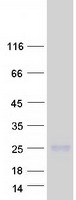 protq9gzx6 il22 human recombinant protein