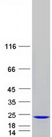 protq9gzz1 nat13 naa50 human recombinant protein
