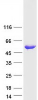 Coomassie blue staining of purified UBA5 protein