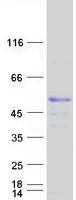 Coomassie blue staining of purified MKRN2 protein