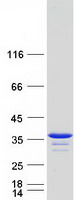 Coomassie blue staining of purified LHPP protein