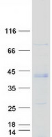 protq9h019 mtfr1l human recombinant protein