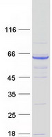 Coomassie blue staining of purified DRC3 protein