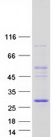 Coomassie blue staining of purified COMMD4 protein