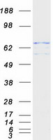 Coomassie blue staining of purified KLC2 protein