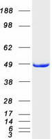 protq9h0c8 ilkap human recombinant protein