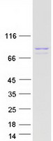 Coomassie blue staining of purified PUS7L protein