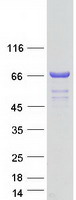 protq9h0l4 cstf2t human recombinant protein