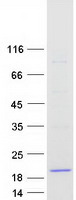 Coomassie blue staining of purified FXYD6 protein
