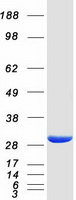 protq9h0r4 hdhd2 human recombinant protein