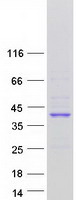 protq9h0v9 lman2l human recombinant protein