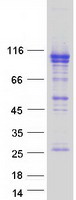 protq9h0x9 osbpl5 human recombinant protein
