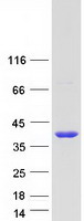 protq9h115 snap beta napb human recombinant protein