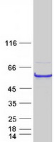 Coomassie blue staining of purified SIL1 protein