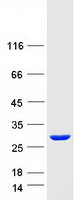 Coomassie blue staining of purified SDCBP2 protein