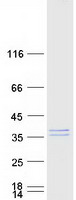 protq9h1a3 mettl9 human recombinant protein