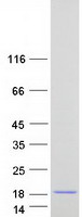 Coomassie blue staining of purified POLR2J3 protein