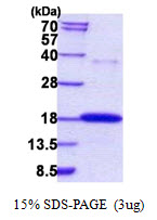3ug by SDS-PAGE under reducing condition and visualized by coomassie blue stain