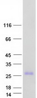 Coomassie blue staining of purified GTSF1L protein