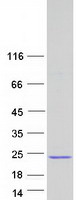 Coomassie blue staining of purified ISCU protein