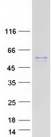 protq9h1p3 osbpl2 human recombinant protein