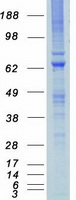protq9h1r3 mylk2 human recombinant protein