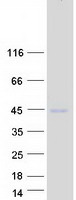 protq9h1z9 tspan10 human recombinant protein