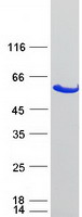 Coomassie blue staining of purified GBA3 protein