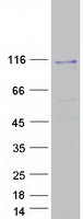 protq9h270 vps11 human recombinant protein