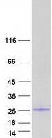 protq9h293 il17e il25 human recombinant protein