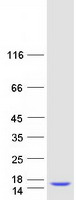protq9h299 sh3bgrl3 human recombinant protein
