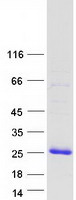 protq9h2j1 c9orf37 human recombinant protein