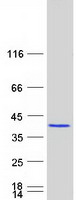 protq9h2j4 pdcl3 human recombinant protein