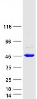 Coomassie blue staining of purified BHMT2 protein