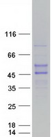 protq9h2s5 rnf39 human recombinant protein