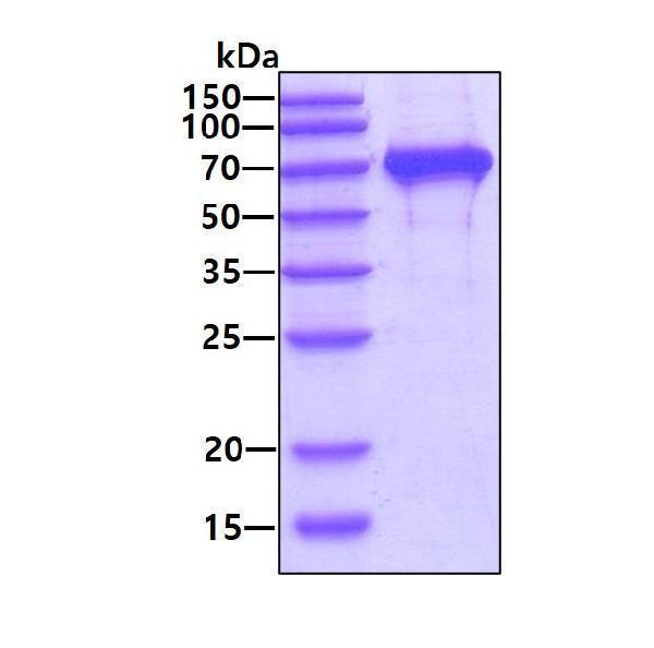 3ug by SDS-PAGE under reducing condition and visualized by coomassie blue stain