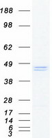 protq9h2x3 cd299 clec4m human recombinant protein