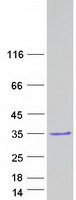 protq9h322 vcx2 human recombinant protein