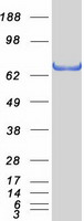 Coomassie blue staining of purified FOXP1 protein