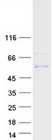 Coomassie blue staining of purified KCNF1 protein